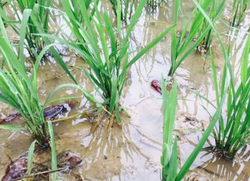 虾稻生态循环流程